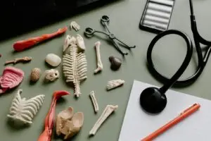 Flat lay of medical anatomy model parts, stethoscope, and tools on a green surface for educational or healthcare themes.